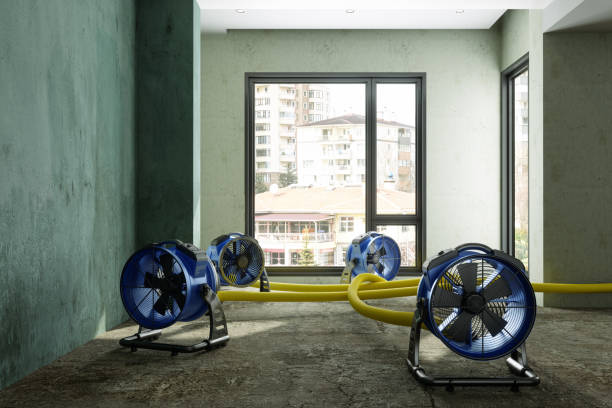 Best Mold removal after water damage  in Dland, MI