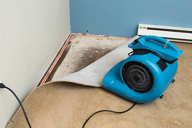 Best Water damage restoration near me  in Dland, MI